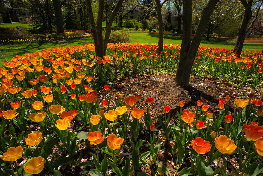 Sherwood Garden Tulips - Baltimore Photograph by Dana Sohr