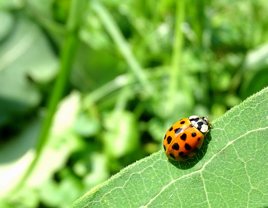 Ladybug Photograph - Shes a Lady by Dark Whimsy
