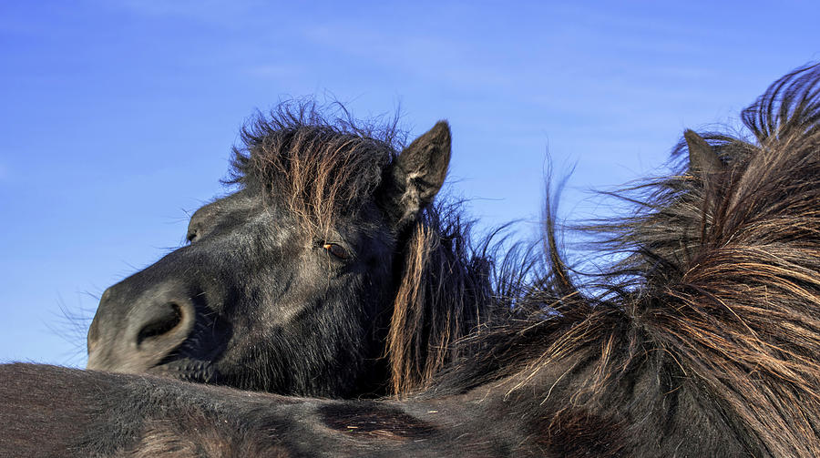 Shetland Ponies Photograph by Arterra Picture Library