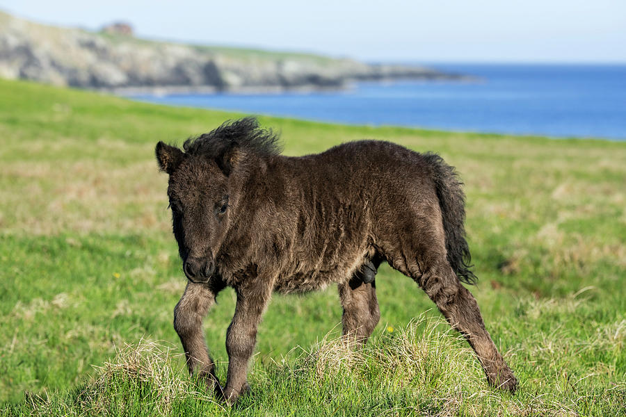 Shetland Pony Foal Photograph by Arterra Picture Library