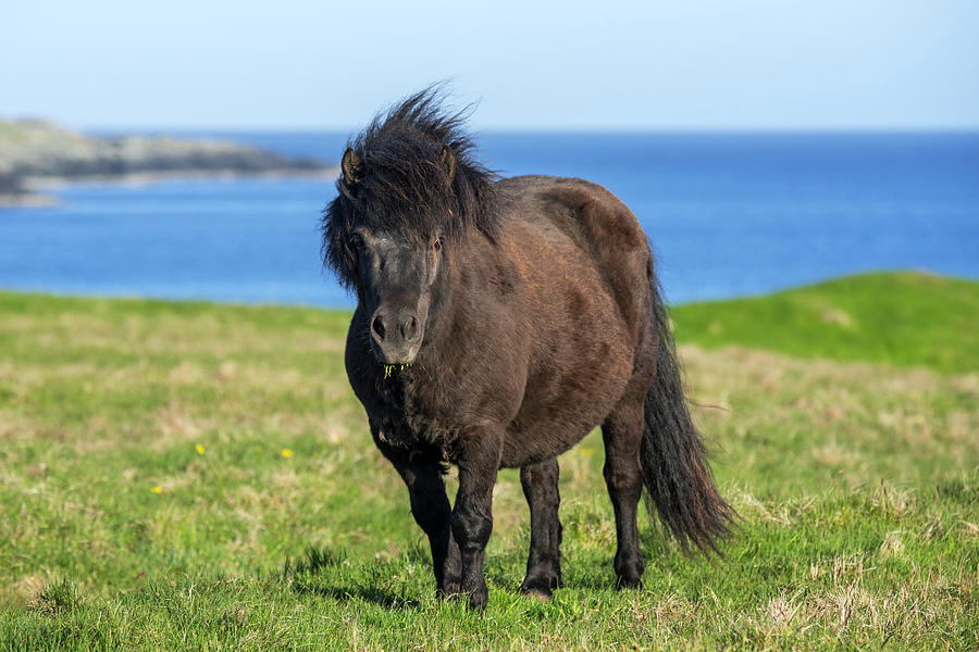 Shetland Pony, Scotland Photograph by Arterra Picture Library