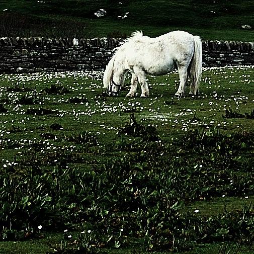 Shetland Pony Photograph by HweeYen Ong