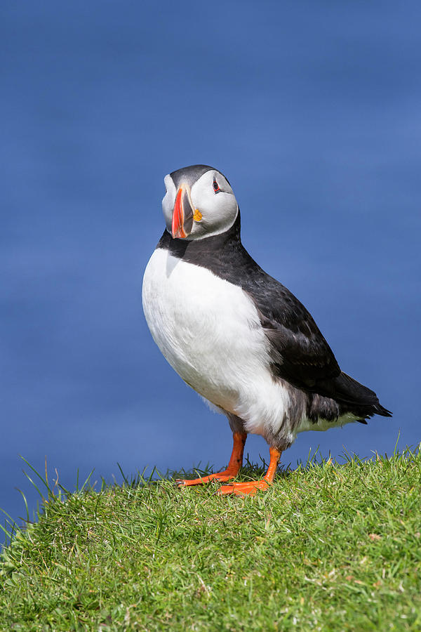 Shetland Puffin Photograph by Arterra Picture Library