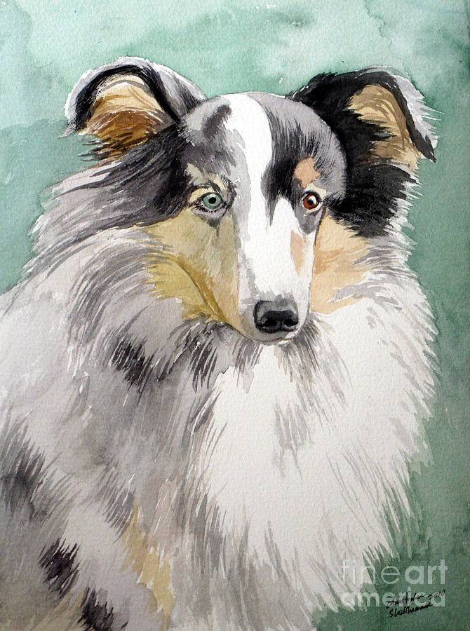 Shetland Sheep Dog Painting by Christopher Shellhammer