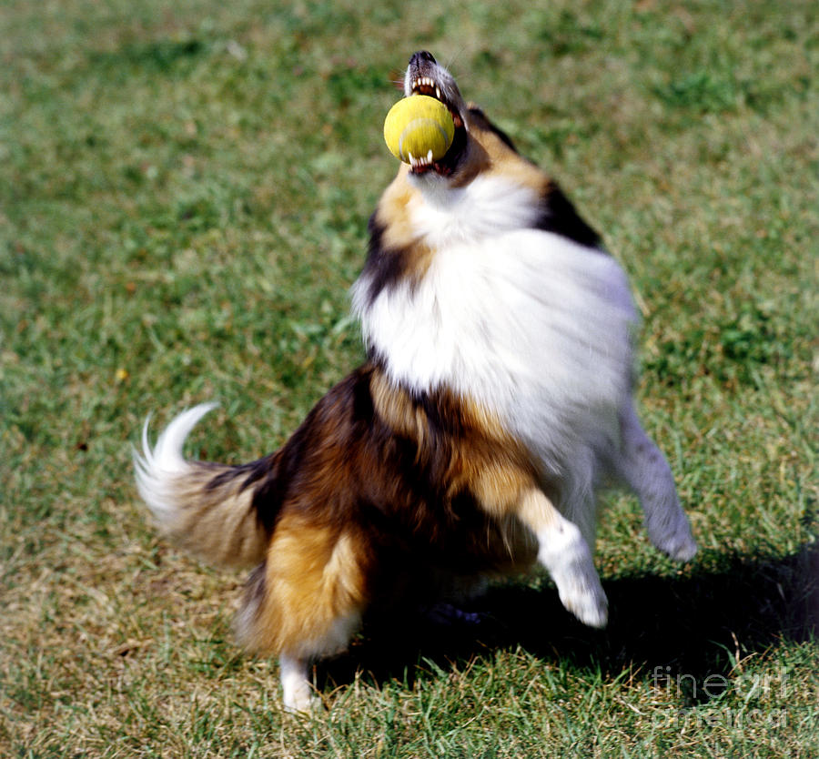 Shetland Sheepdog And Ball Photograph by Jeanne White