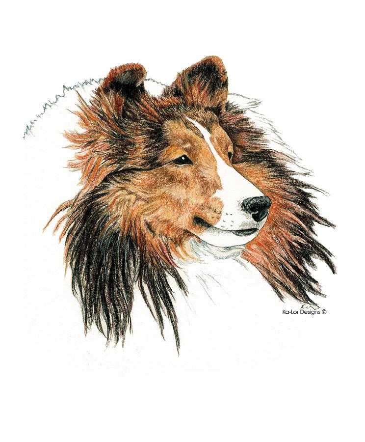 Shetland Sheepdog, Sheltie Sable Drawing