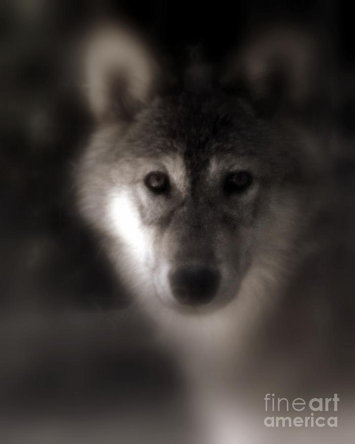 Wildlife Photograph - Shewolf by Steve Patton