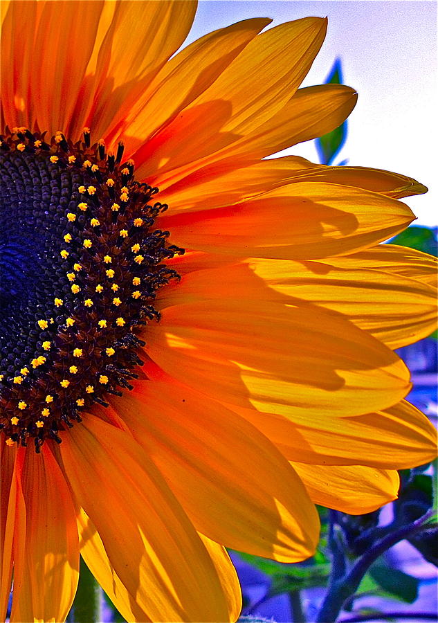 Sunflower Photograph - Shhhhh by Gwyn Newcombe