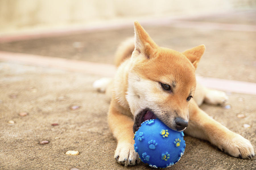 do shiba inus bite a lot