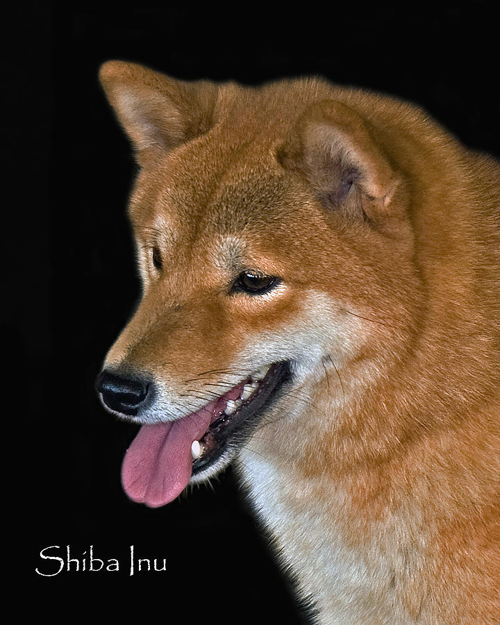 Shiba Inu Photograph by Larry Linton