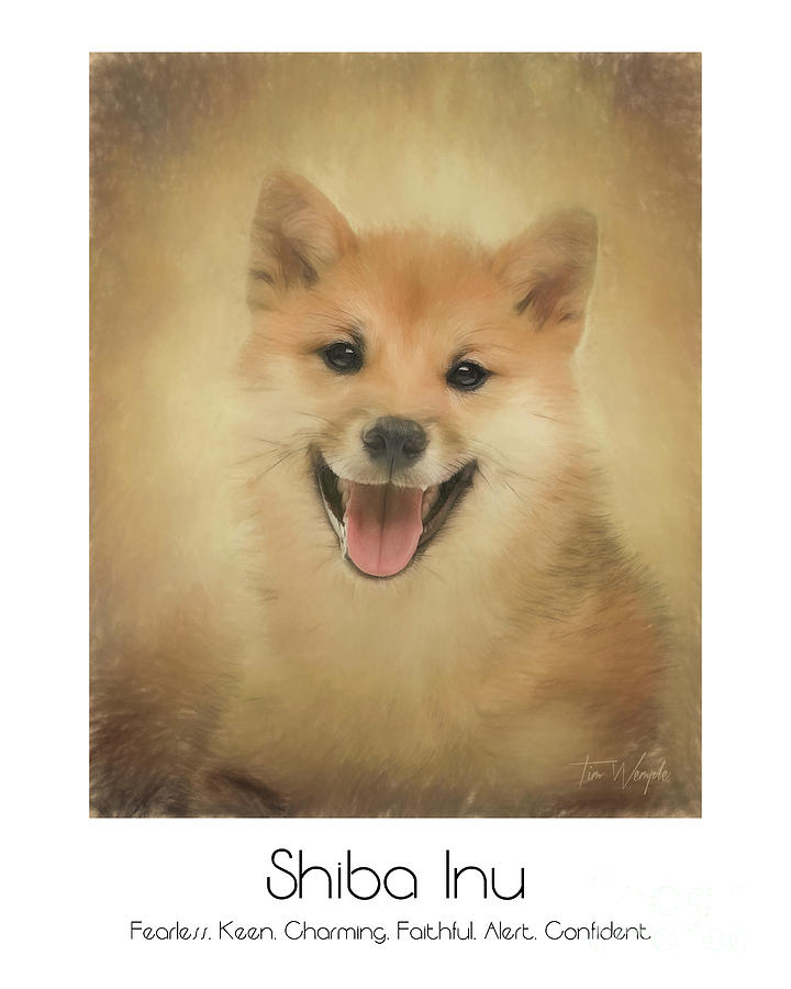 Shiba Inu Poster Digital Art by Tim Wemple