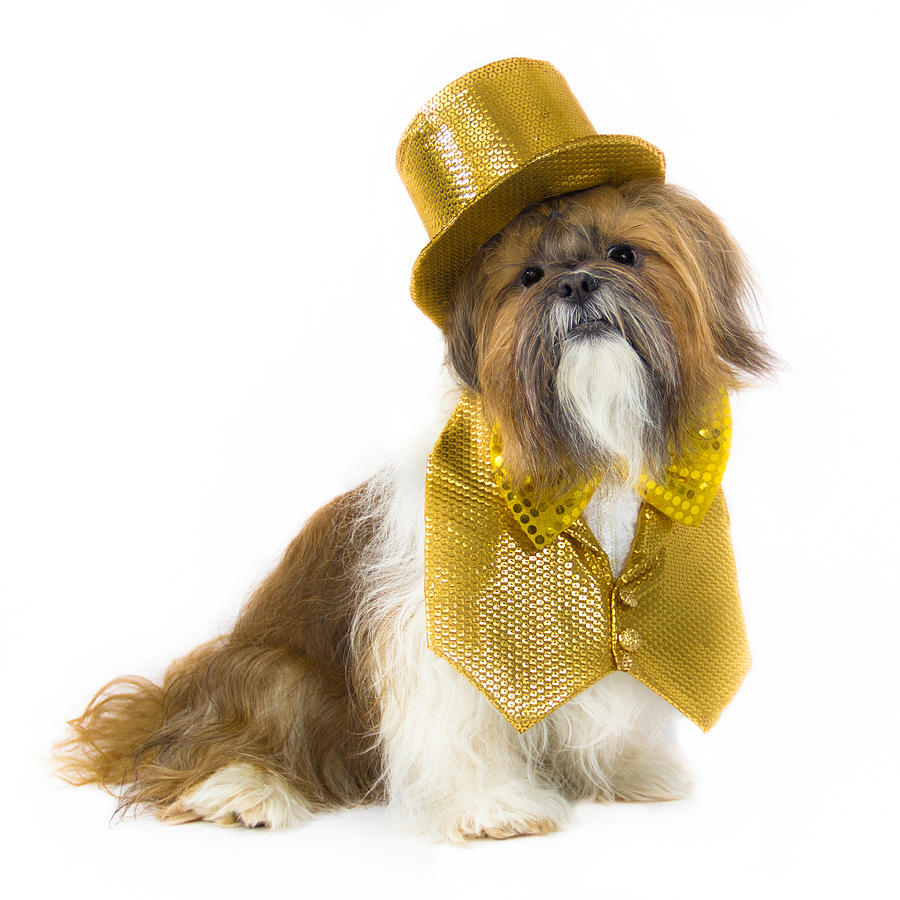 Shih Tzu In Gold Hat And Vest Photograph