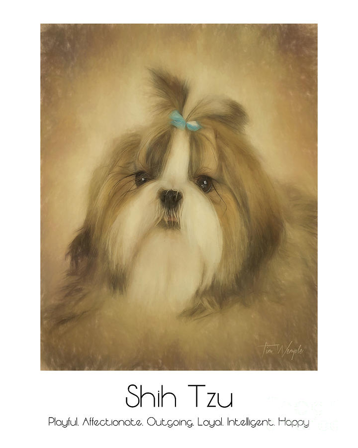 Shih Tzu Poster Digital Art by Tim Wemple