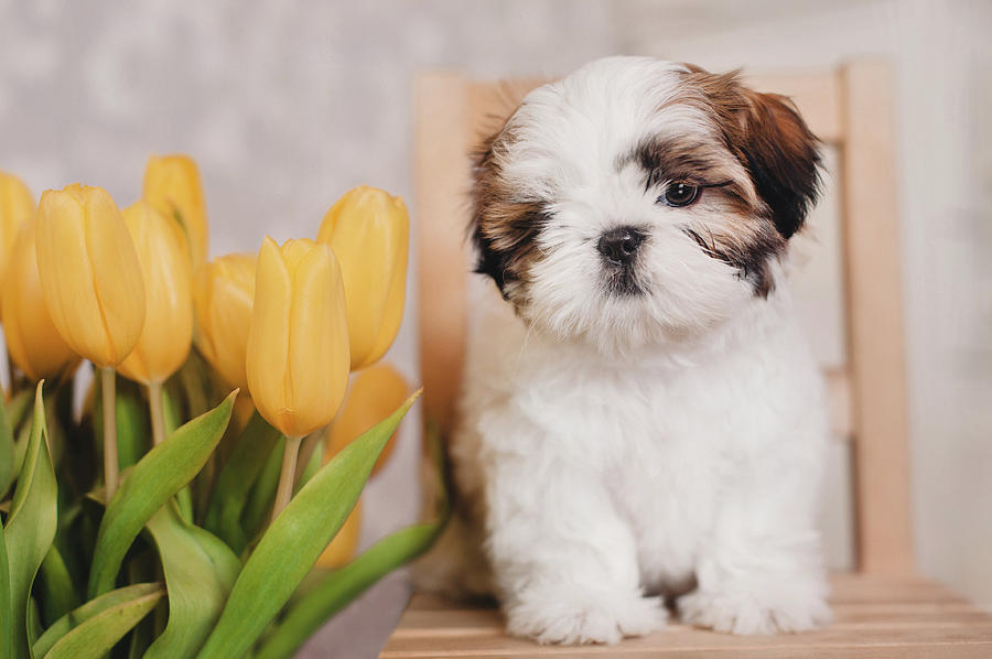 yellow shih tzu