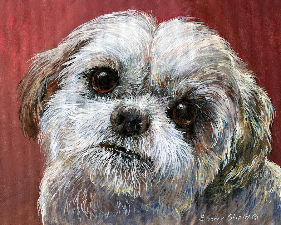 Dog Painting - Shih Tzu by Sherry Shipley