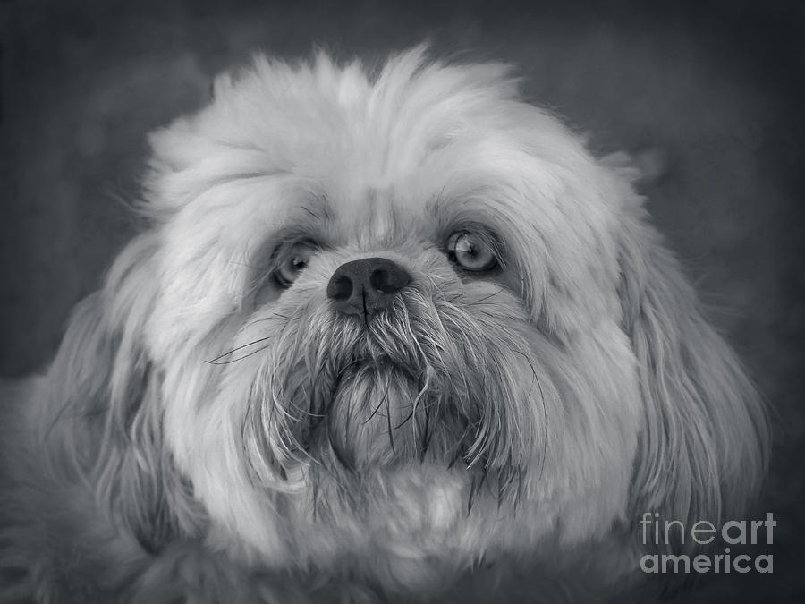 Shih Tzu Two Photograph by Linsey Williams