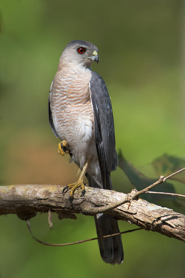 Shikra Accipiter Badius, Bandhavgarh Photograph by Panoramic Images