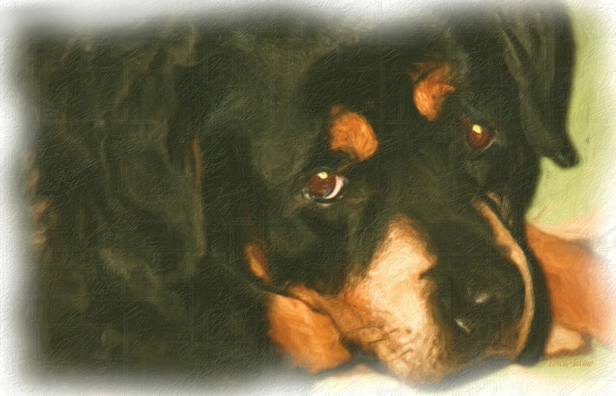 Rottweiler Photograph - Shiksa by Ericamaxine Price