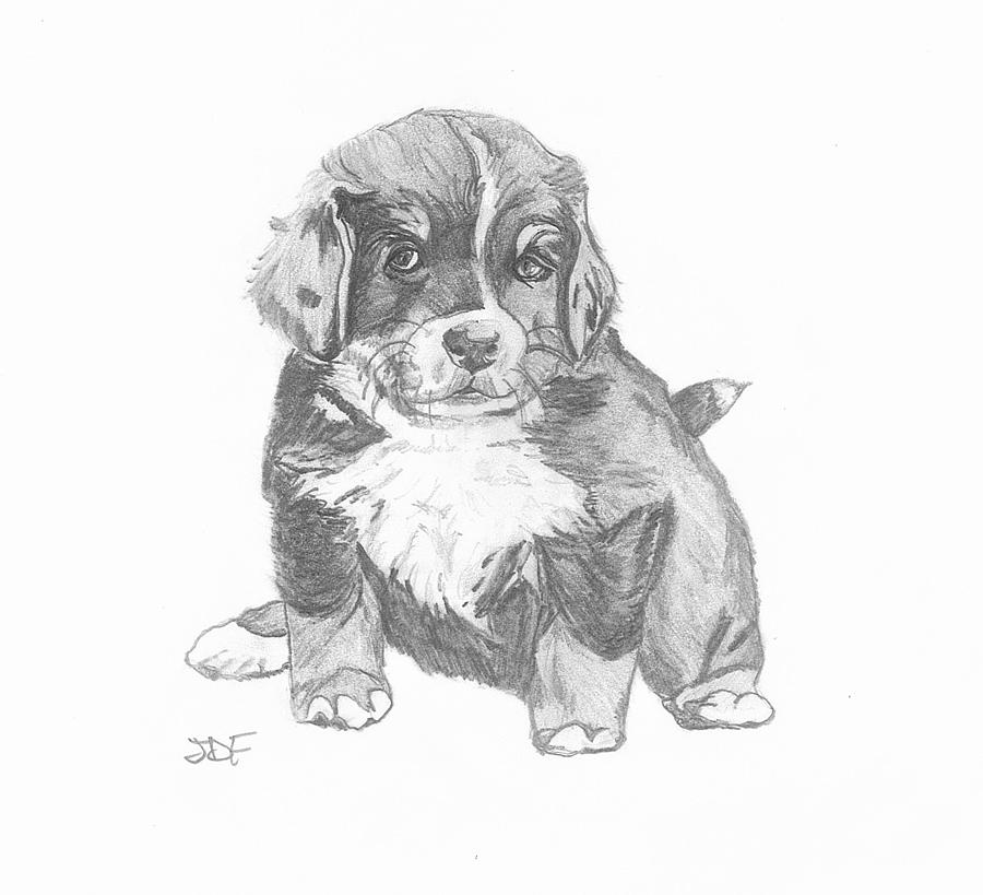 Shilah the puppy Drawing by Francois Michaud | Fine Art America