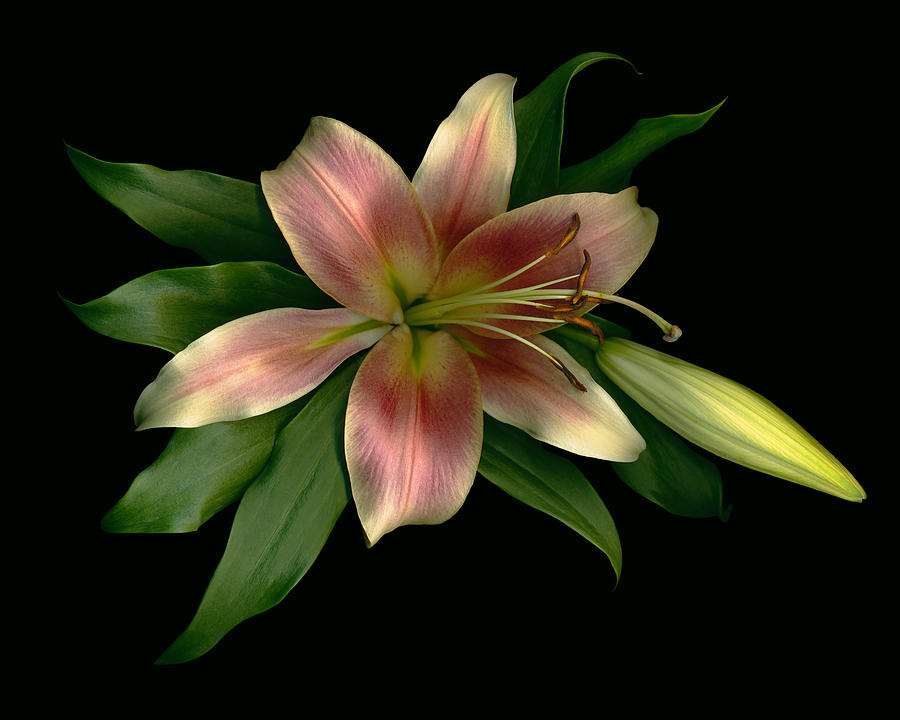 Shimmer Lily Shine Digital Art by Deborah J Humphries