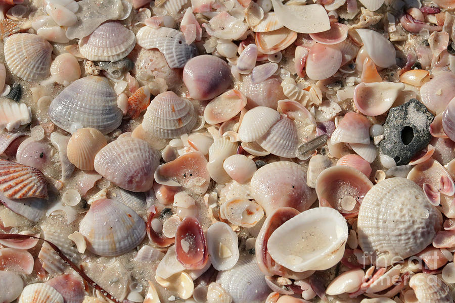 Shell Photograph - Shimmering Beach Seashells by Carol Groenen