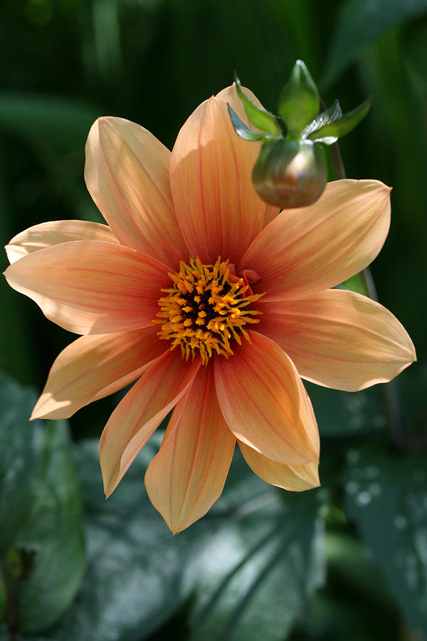 Shimmering Dahlia Photograph by Tammy Pool