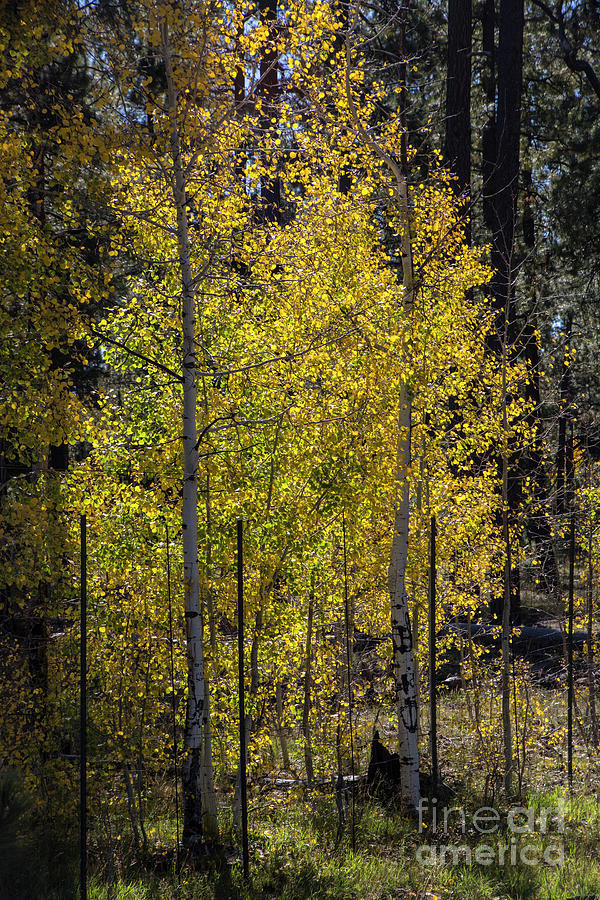 Shimmering Gold Photograph by Kathy McClure