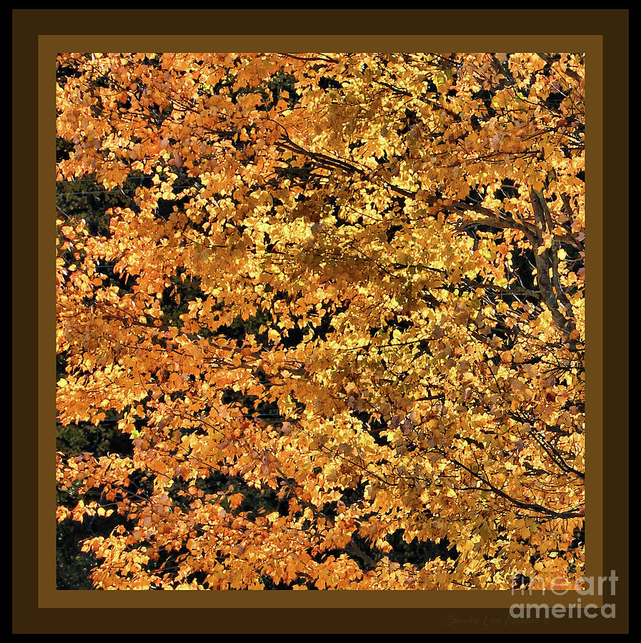 Shimmering Golden Maple Leaves, Framed Photograph by Sandra Huston