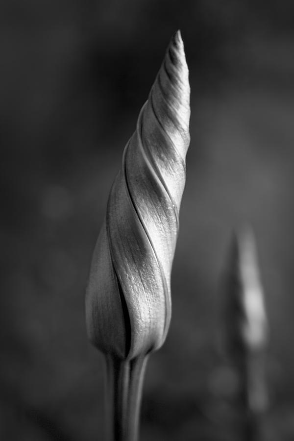 Shimmering Moonflower Bud Photograph by Kathy Clark