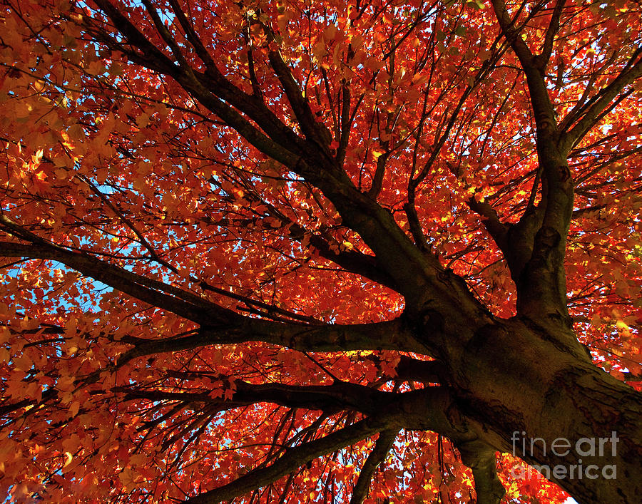 Shimmering Orange Autumn Maple Tree Nature / Botanical Photograph Photograph by PIPA Fine Art - Simply Solid