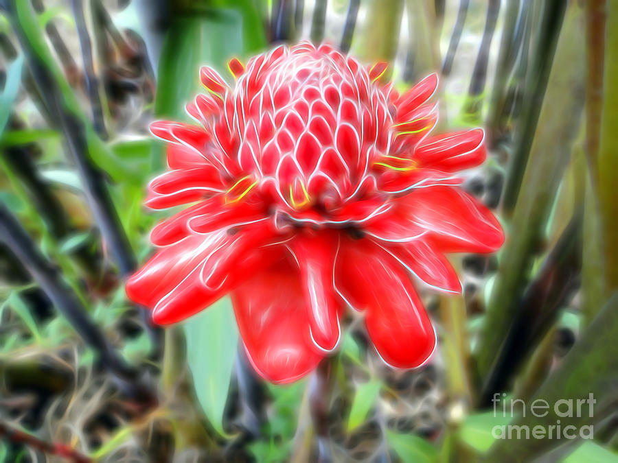 Nature Photograph - Shimmering Red Ginger Lily by Sue Melvin
