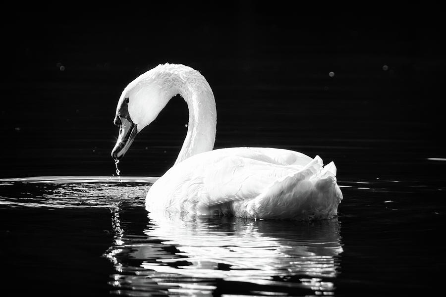 Swan Photograph - Shimmering Swan by Michael McStamp Swan Photograph - Shimmering Swan by Michael McStamp