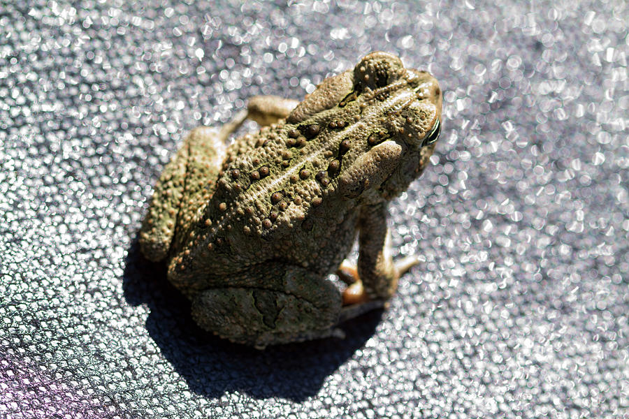 Shimmering Toad Texture Photograph by Kathy Clark