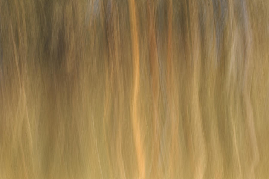 Shimmering Trees in Abstract Photograph by Cheryl Day