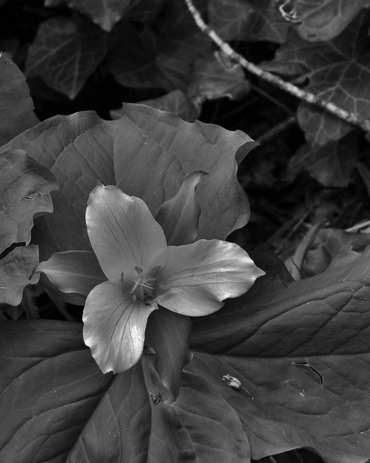 Shimmering Trillium BW   Photograph by Charles Lucas