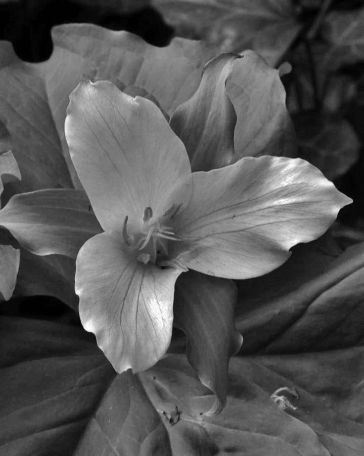  Trillium Open to Glory  Photograph by Charles Lucas