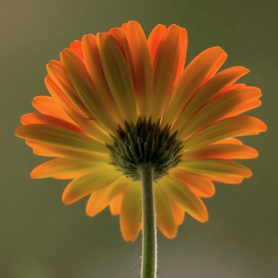 Shine Bright Gerber Daisy Square Photograph by Terry DeLuco
