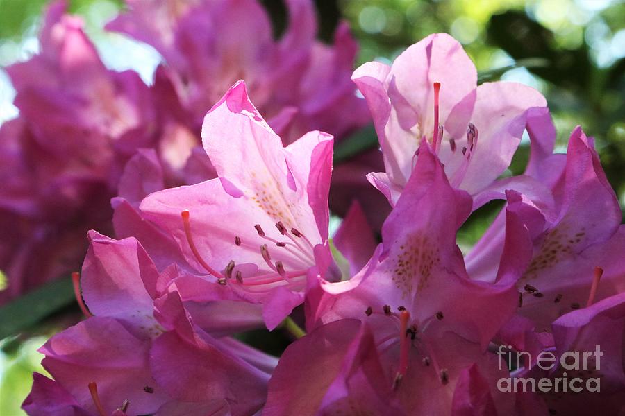 Shine Down On Me - Rhododendron Photograph