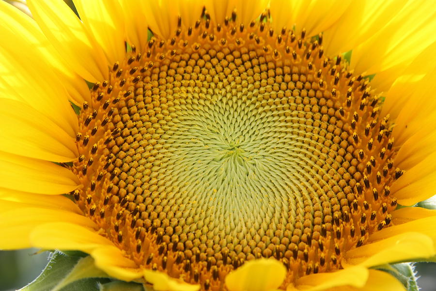 Sunflower Photograph - Shine On by Dawn Davis
