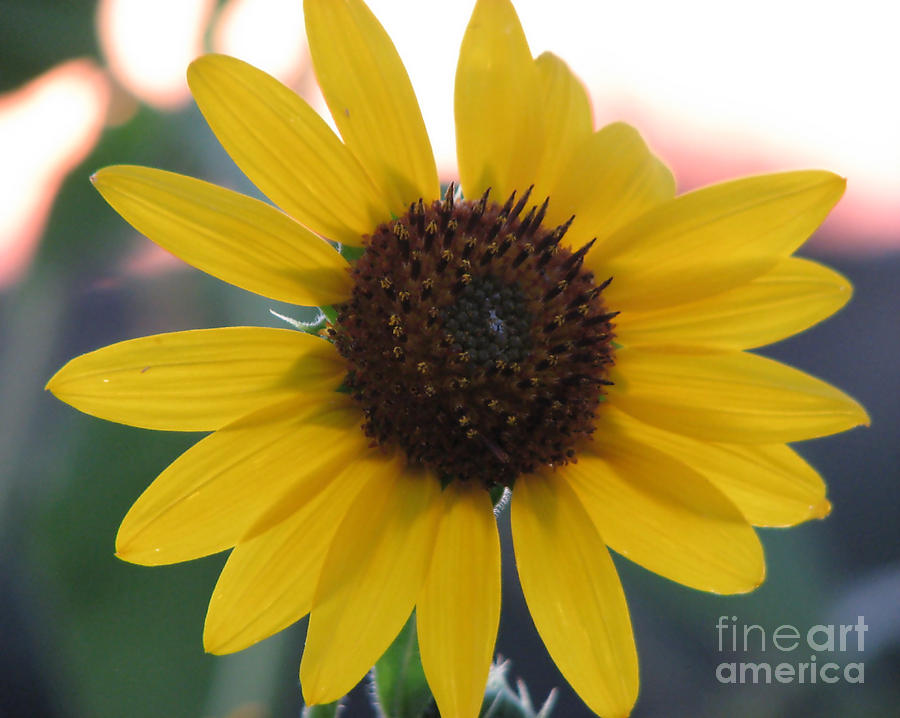 Shine On by Jessica Boone Shine On by Jessica Boone