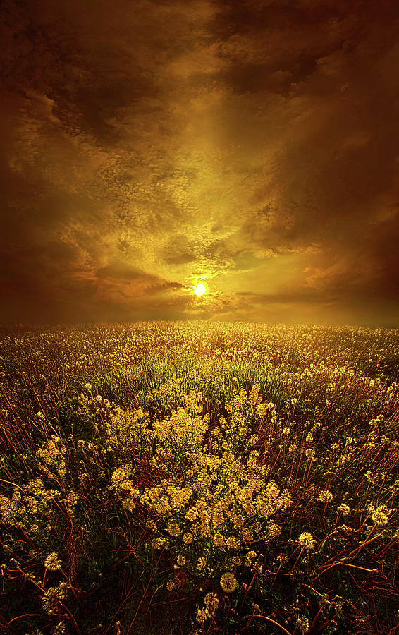 Spring Photograph - SHine On me by Phil Koch