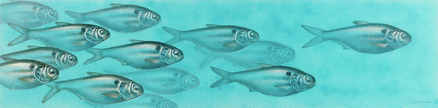 Fish Painting - Shiner Run by JQ Licensing