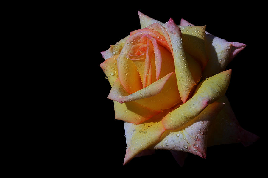 Rose Photograph - Shinette by Doug Norkum