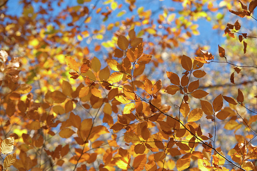 Shining Gold Foliage of Beech Tree Photograph by Jenny Rainbow