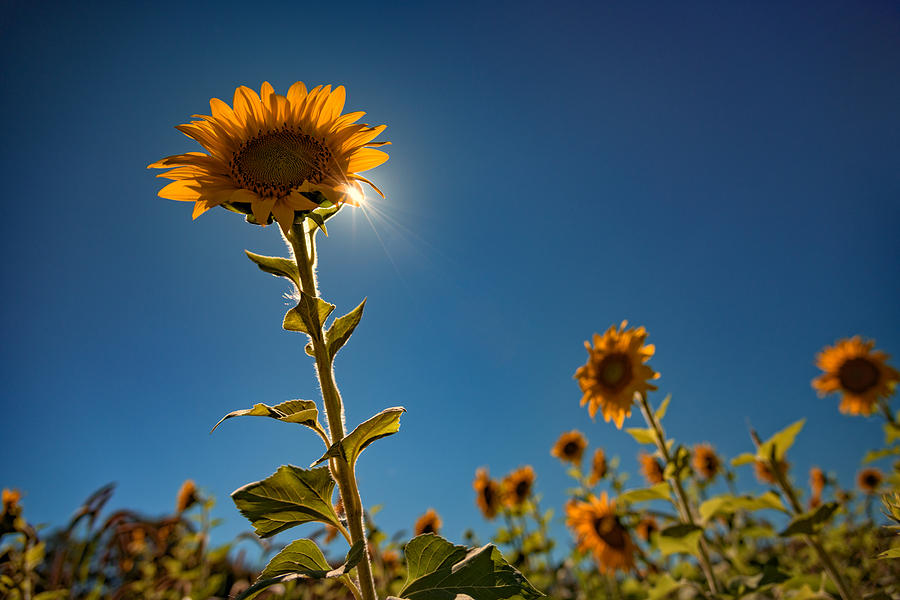 Sunflower Photograph - Shining High by Rick Berk