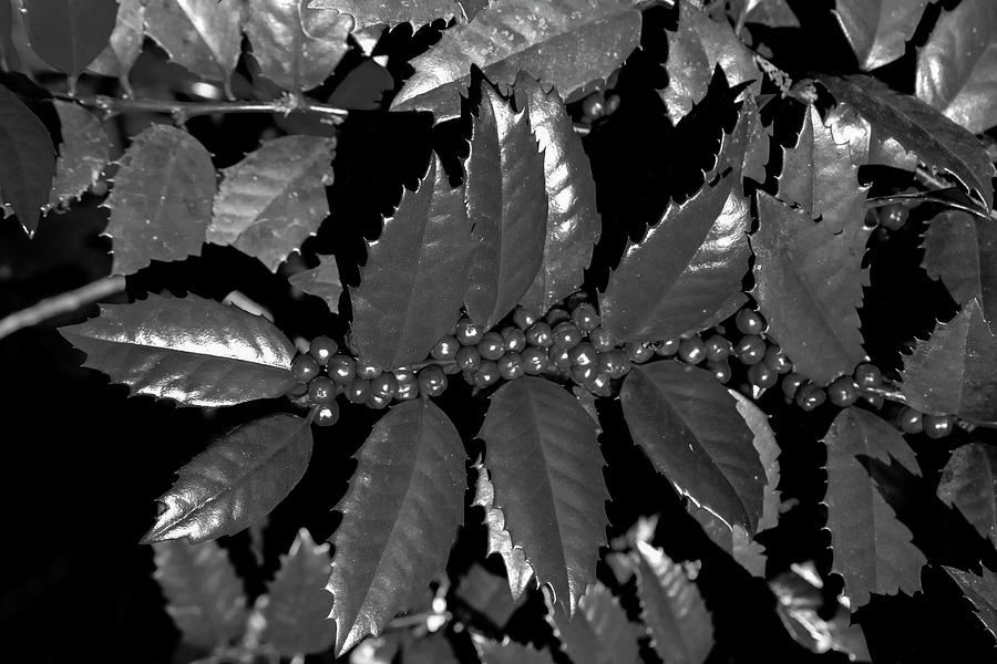 Shining Leaves Photograph by Robert Wilder Jr