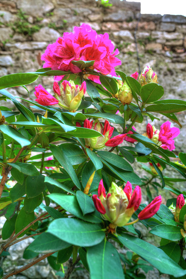 Shining Pink-colored Blossoms Of A Mediterranean Plant Photograph by Gina Koch