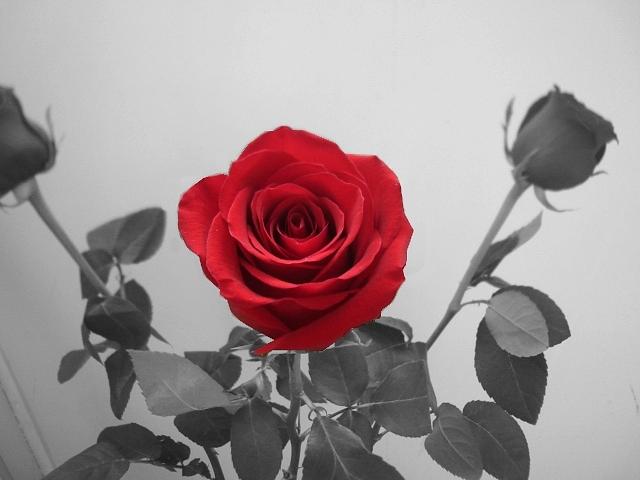 Shining Red Rose Photograph by Georgeta  Blanaru