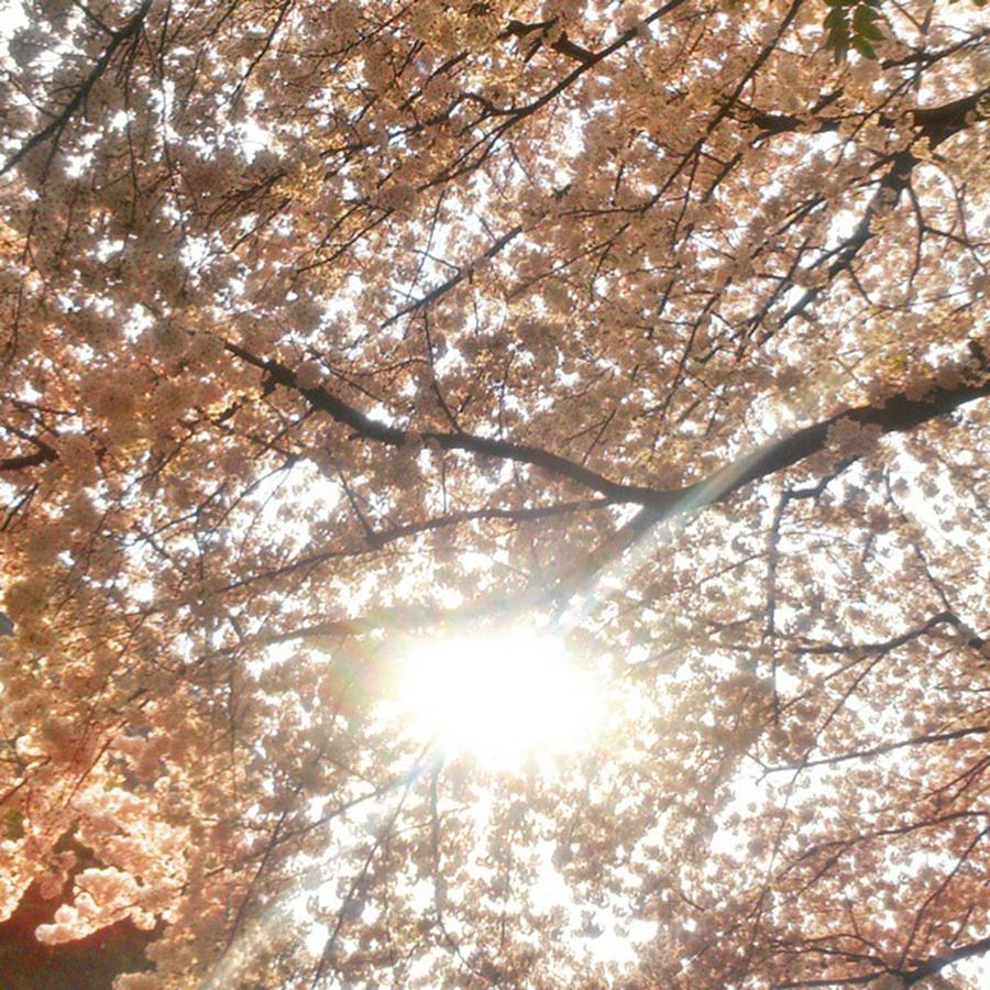 Spring Photograph - Shining Sakura by Nori Strong