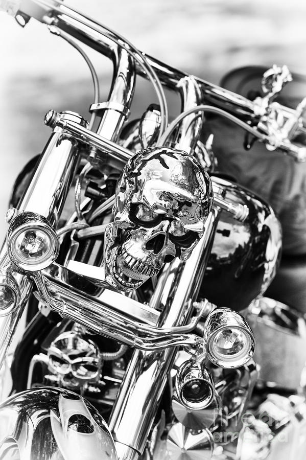 Shining Skull Photograph by Tim Gainey - Fine Art America
